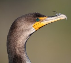 Double-Crested Cormorant in the Everglades